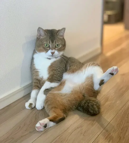 がるちゃん猫カフェ93号店開店しました♫(初めての方も大歓迎♫)