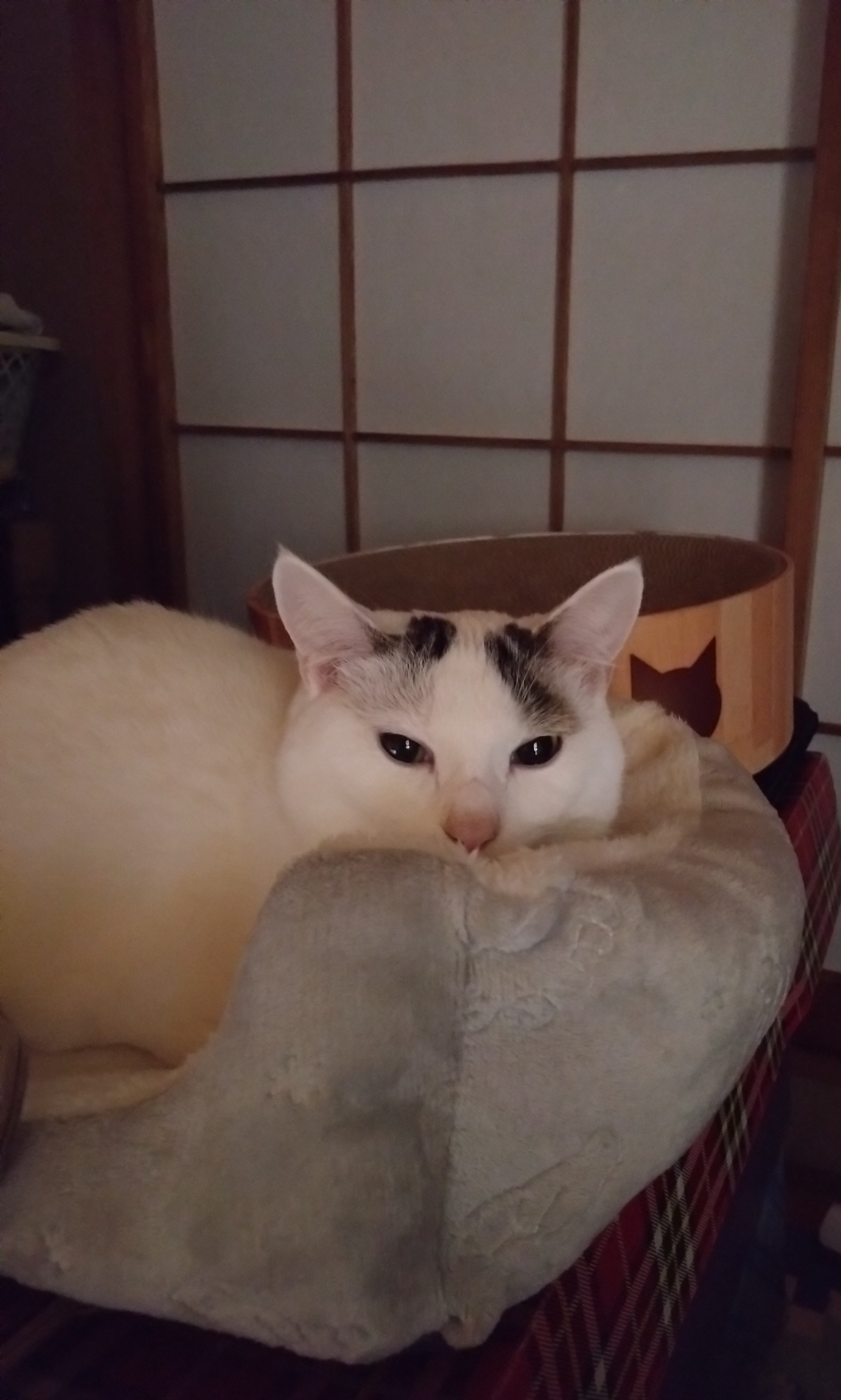 がるちゃん猫カフェ93号店開店しました♫(初めての方も大歓迎♫)