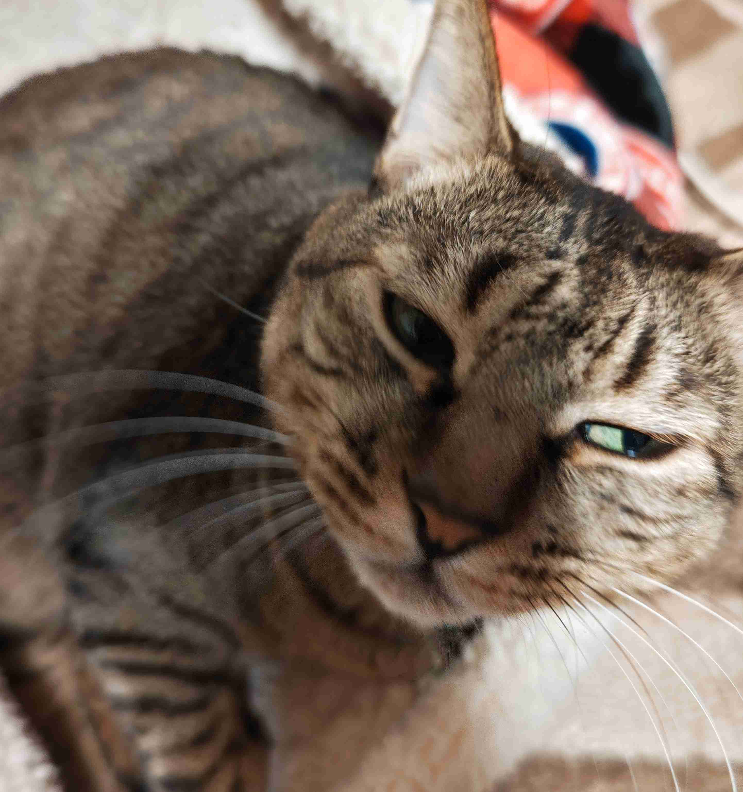 がるちゃん猫カフェ93号店開店しました♫(初めての方も大歓迎♫)