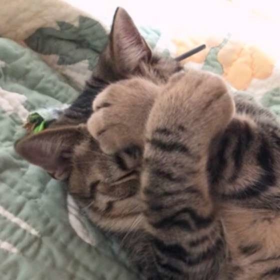 がるちゃん猫カフェ93号店開店しました♫(初めての方も大歓迎♫)