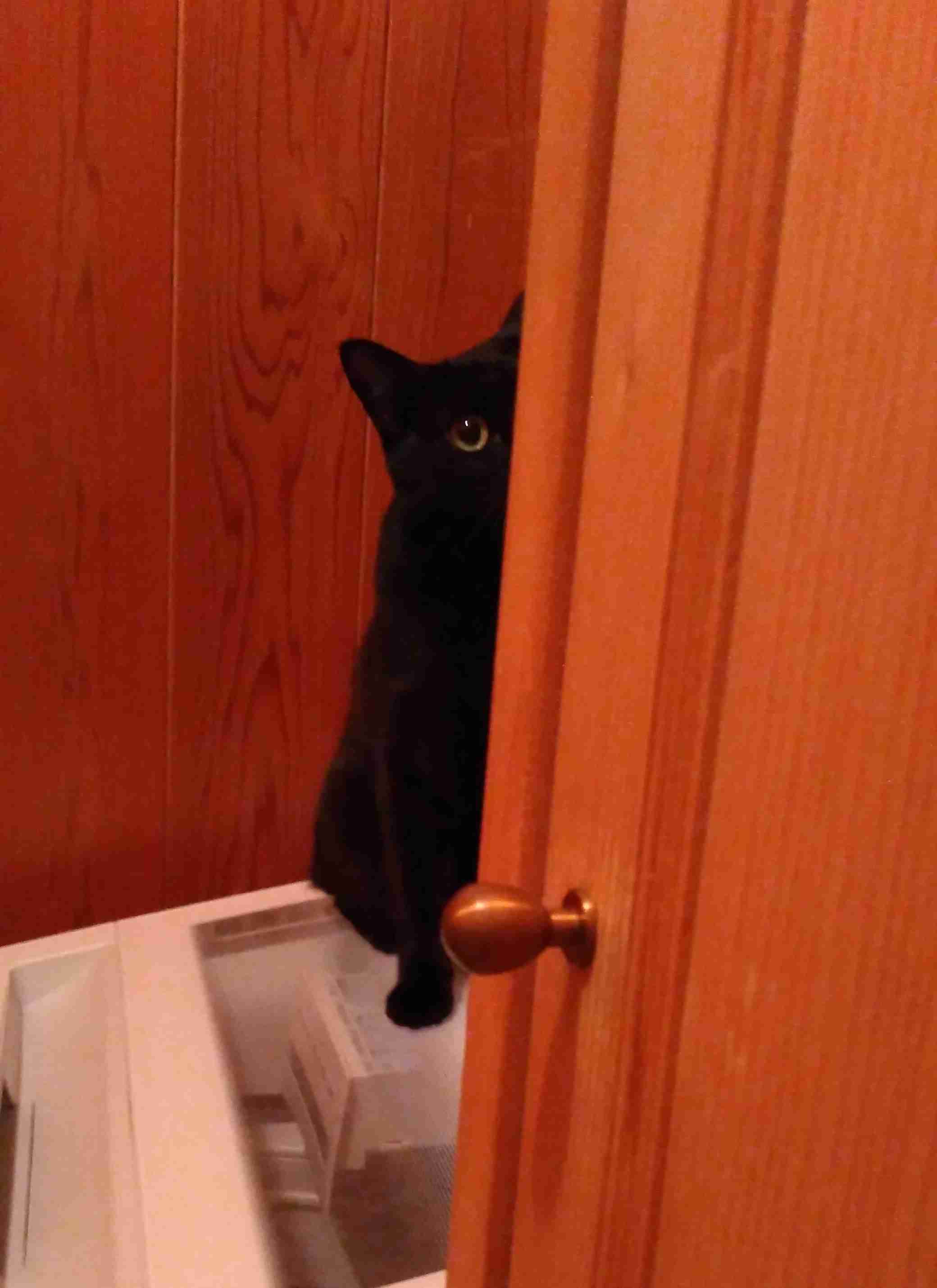 がるちゃん猫カフェ93号店開店しました♫(初めての方も大歓迎♫)