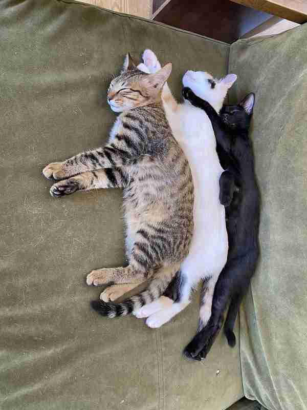 がるちゃん猫カフェ93号店開店しました♫(初めての方も大歓迎♫)