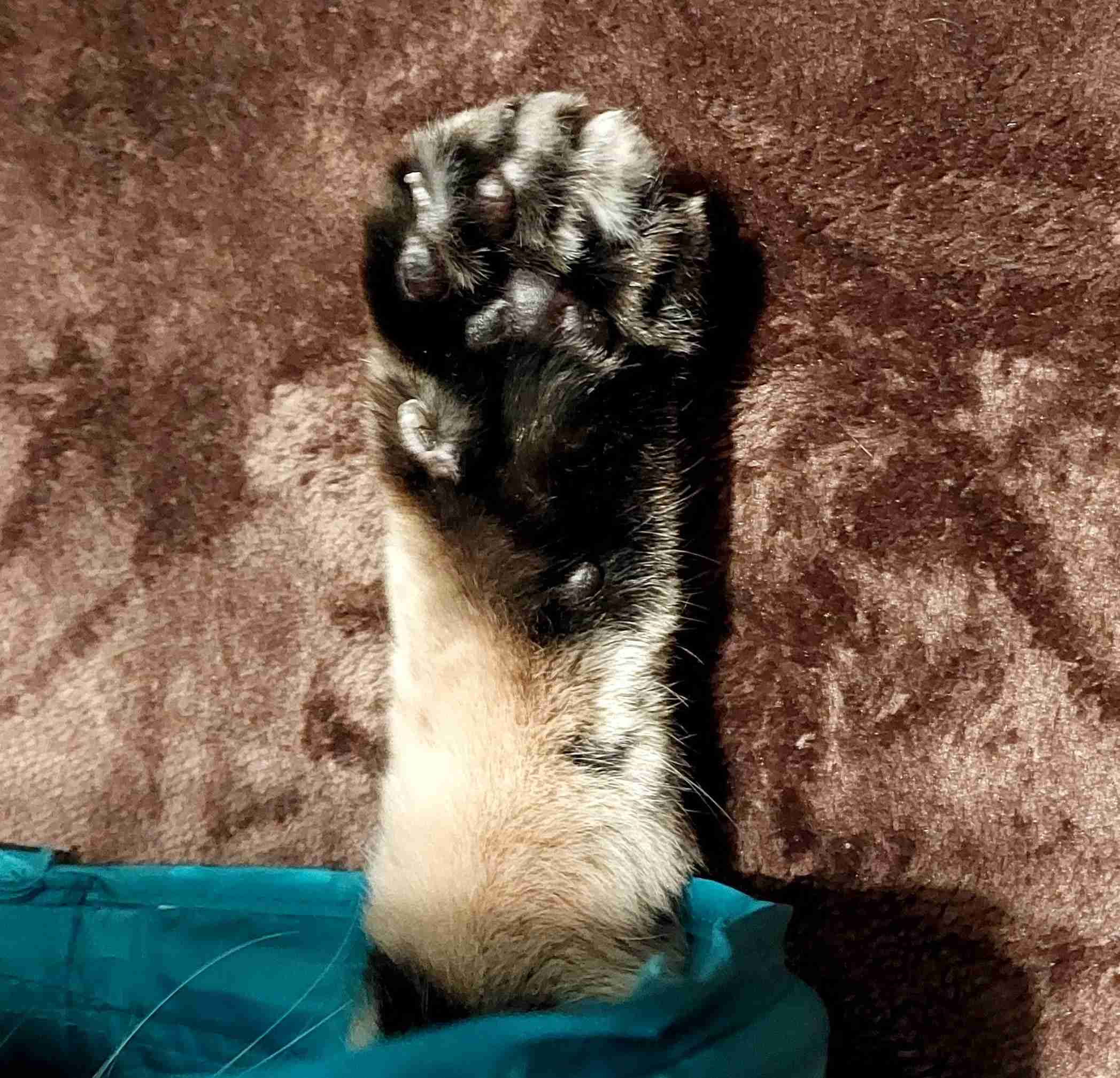 がるちゃん猫カフェ93号店開店しました♫(初めての方も大歓迎♫)