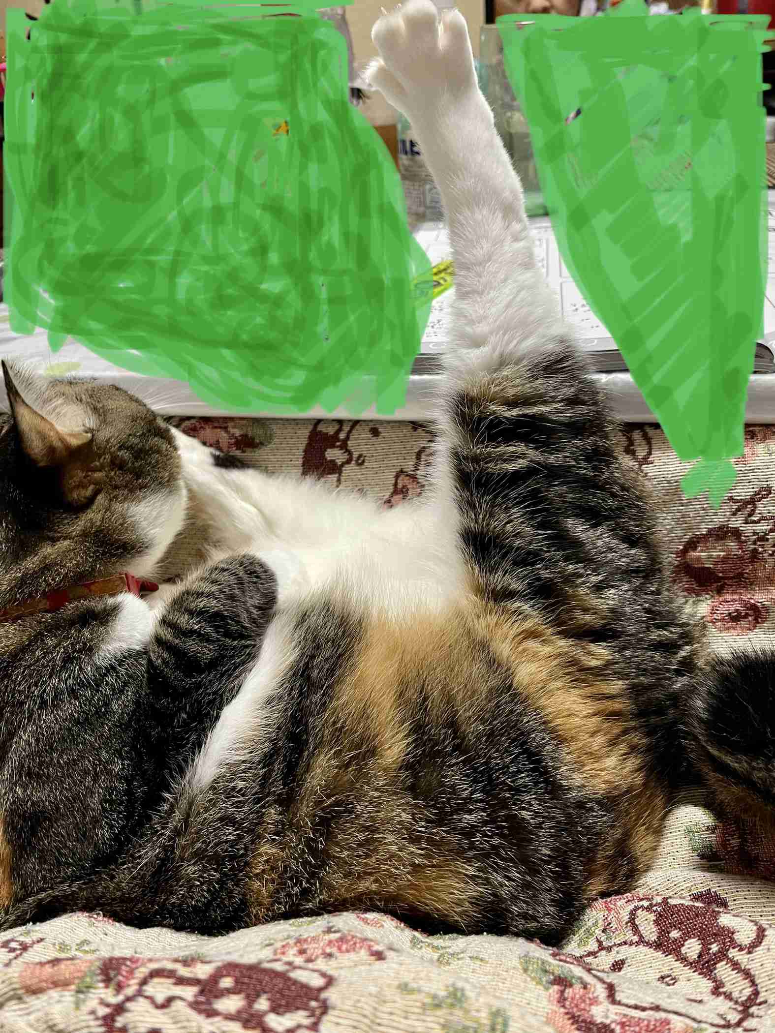 がるちゃん猫カフェ93号店開店しました♫(初めての方も大歓迎♫)