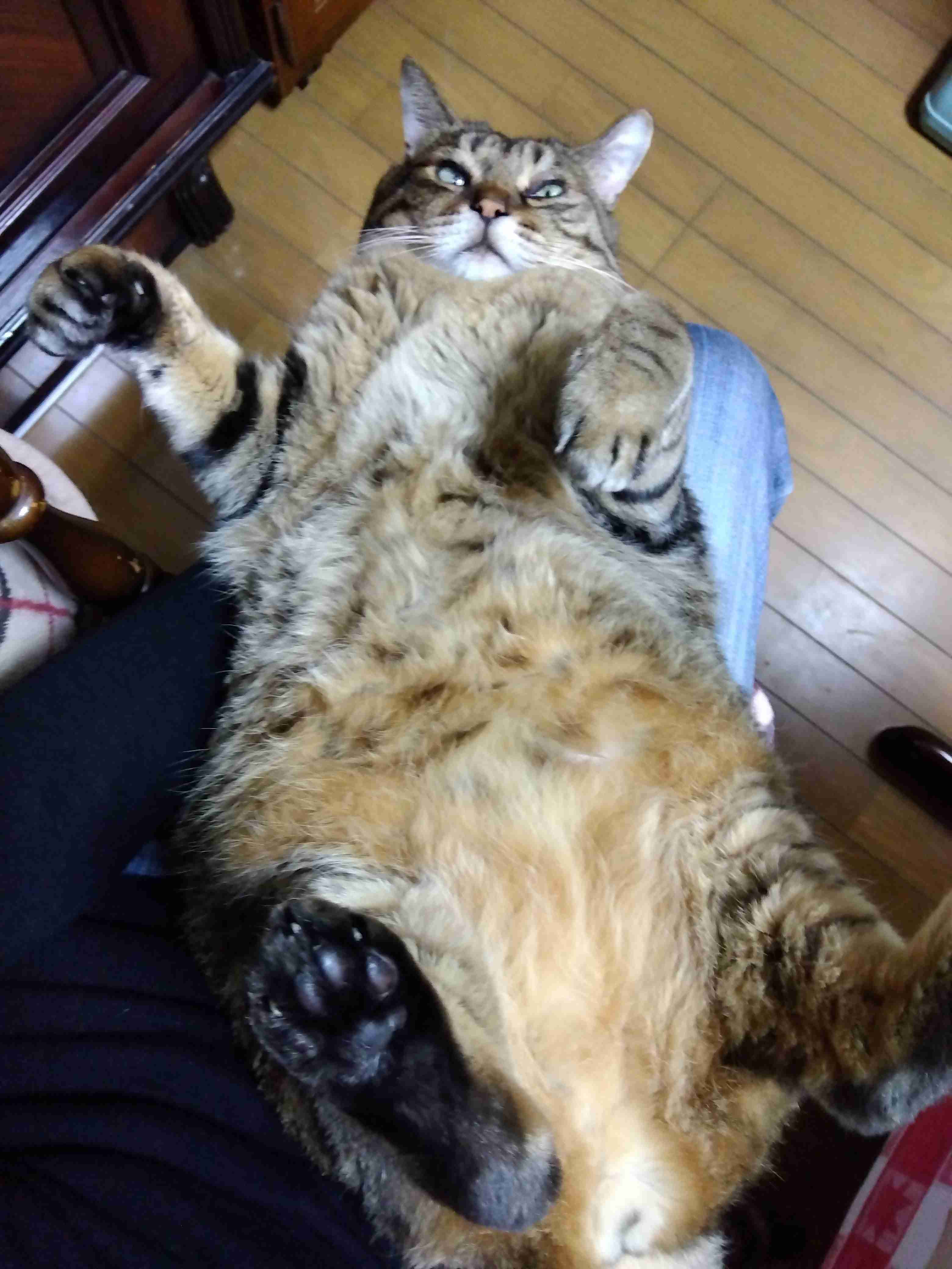 がるちゃん猫カフェ93号店開店しました♫(初めての方も大歓迎♫)