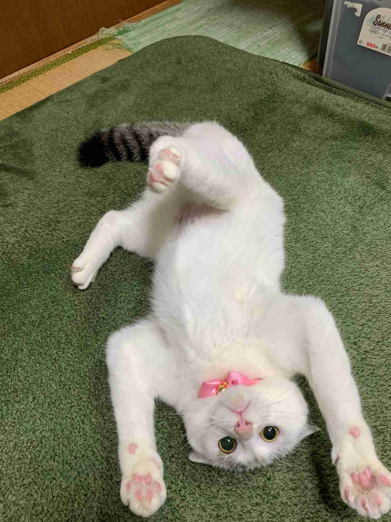 がるちゃん猫カフェ93号店開店しました♫(初めての方も大歓迎♫)