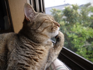 がるちゃん猫カフェ93号店開店しました♫(初めての方も大歓迎♫)