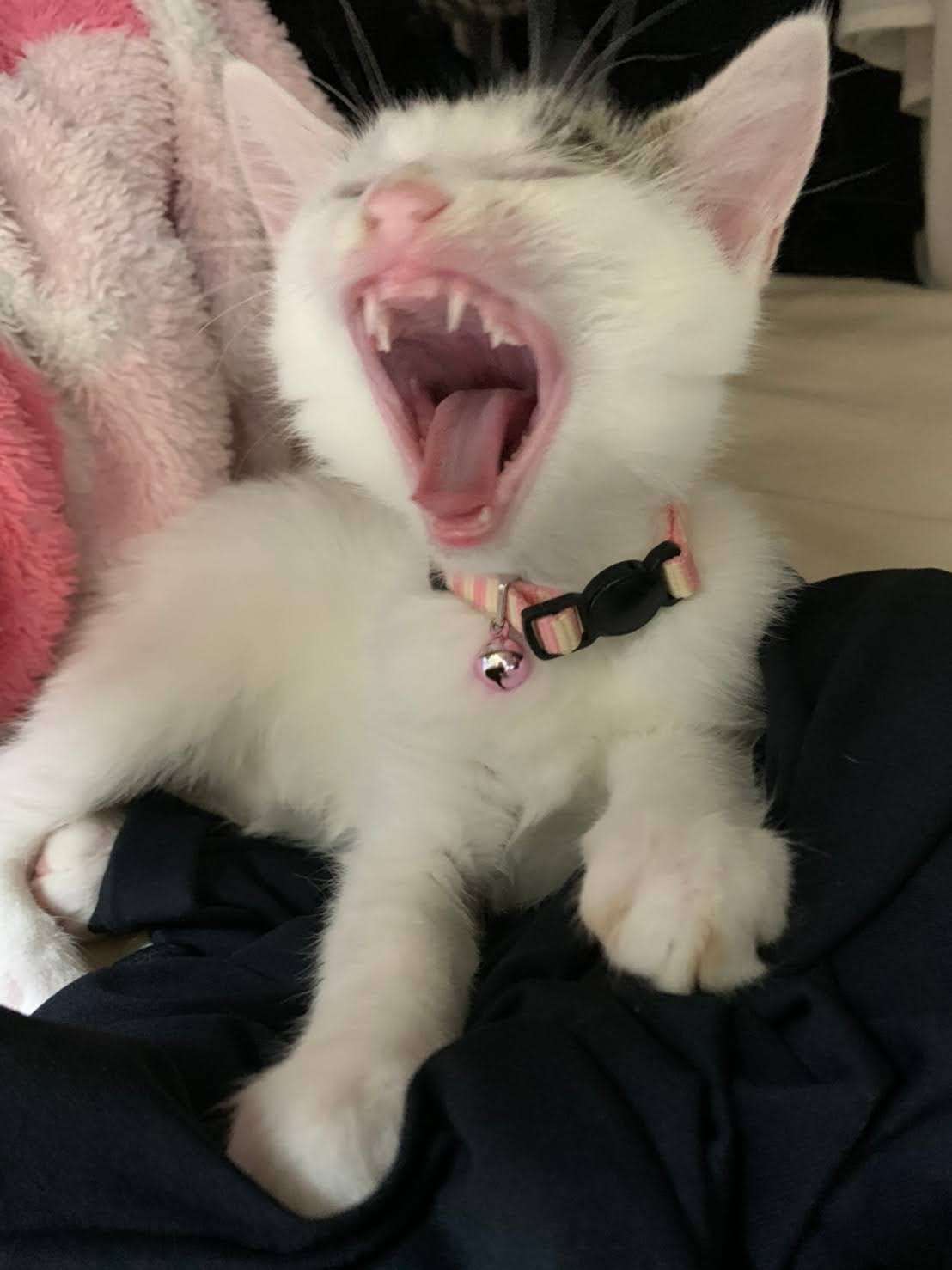 がるちゃん猫カフェ93号店開店しました♫(初めての方も大歓迎♫)