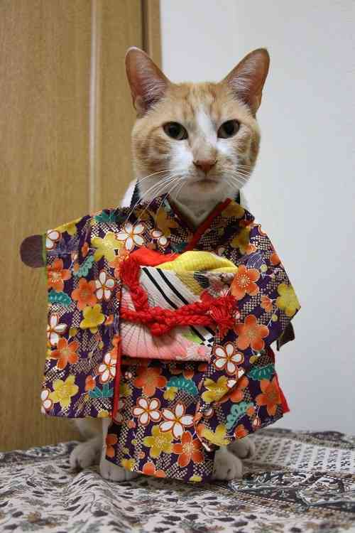 がるちゃん猫カフェ93号店開店しました♫(初めての方も大歓迎♫)