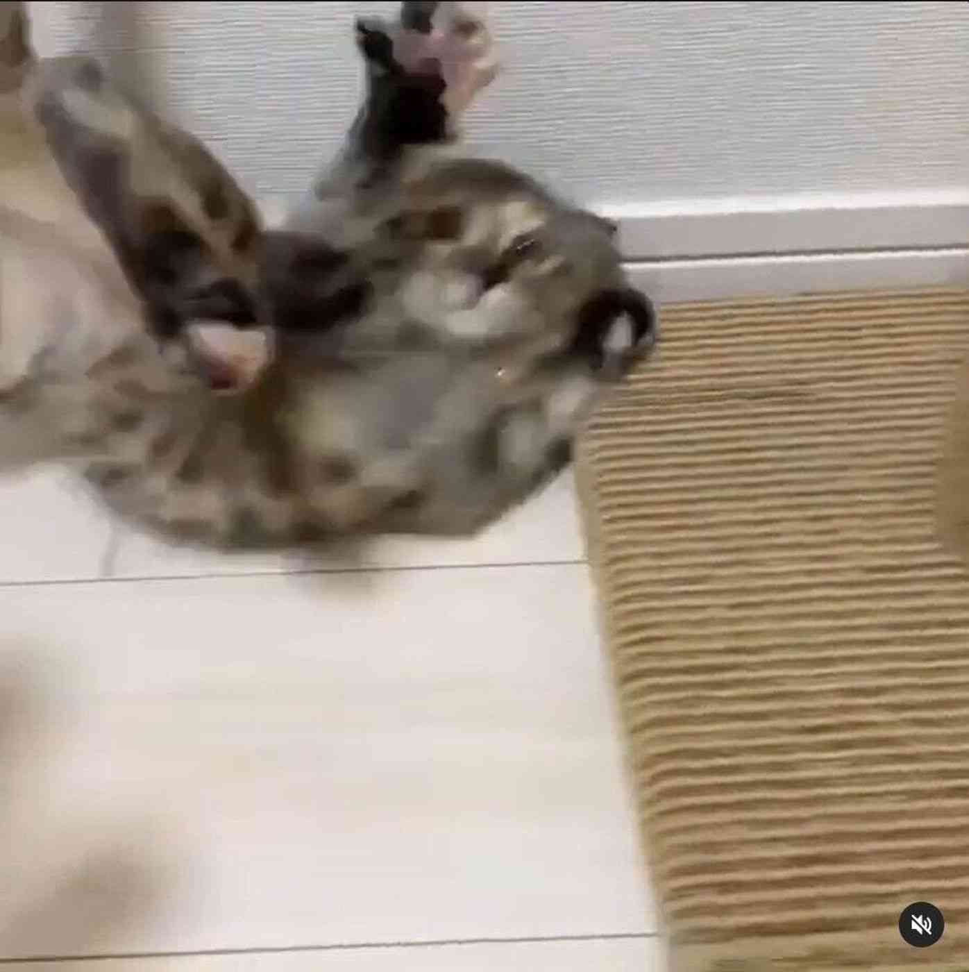 がるちゃん猫カフェ93号店開店しました♫(初めての方も大歓迎♫)