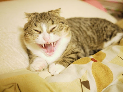 がるちゃん猫カフェ93号店開店しました♫(初めての方も大歓迎♫)