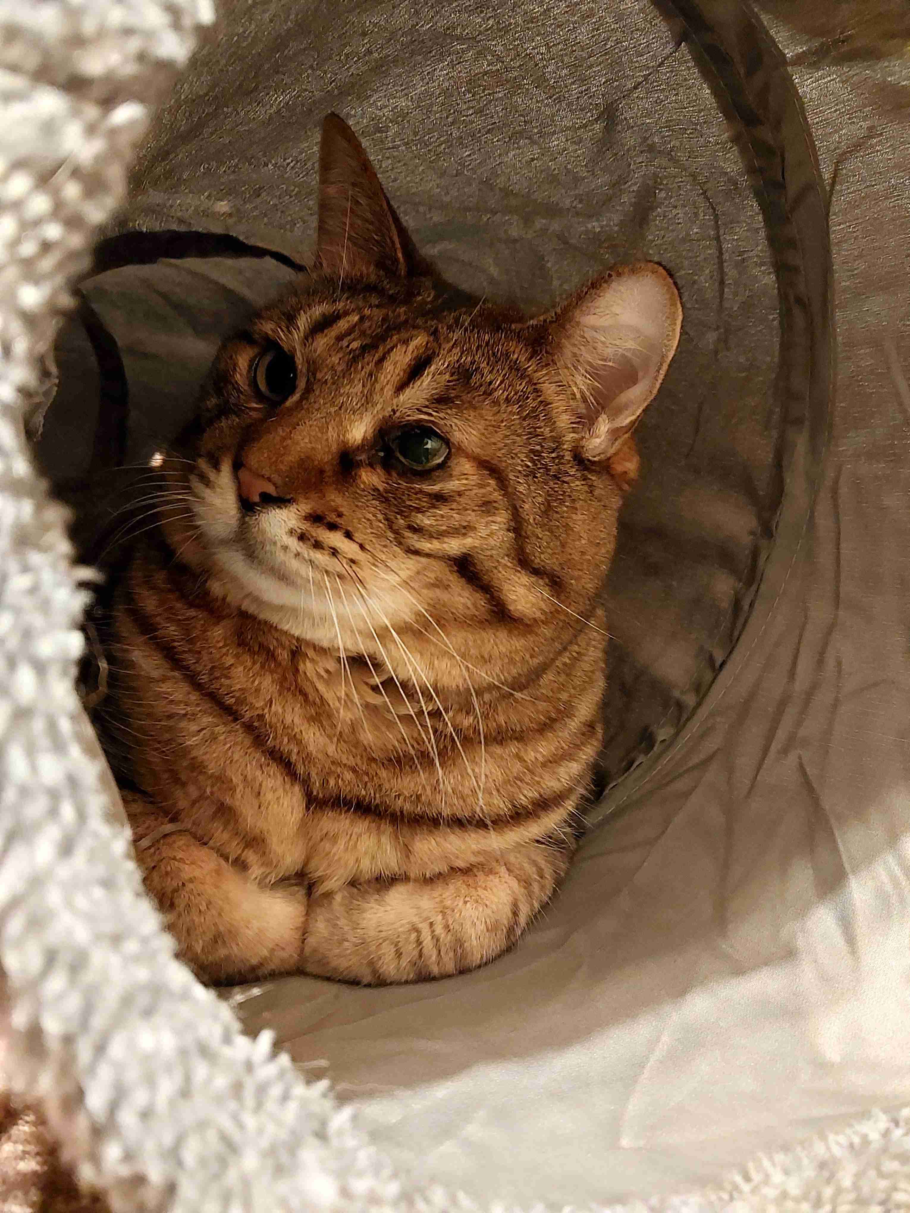 がるちゃん猫カフェ93号店開店しました♫(初めての方も大歓迎♫)