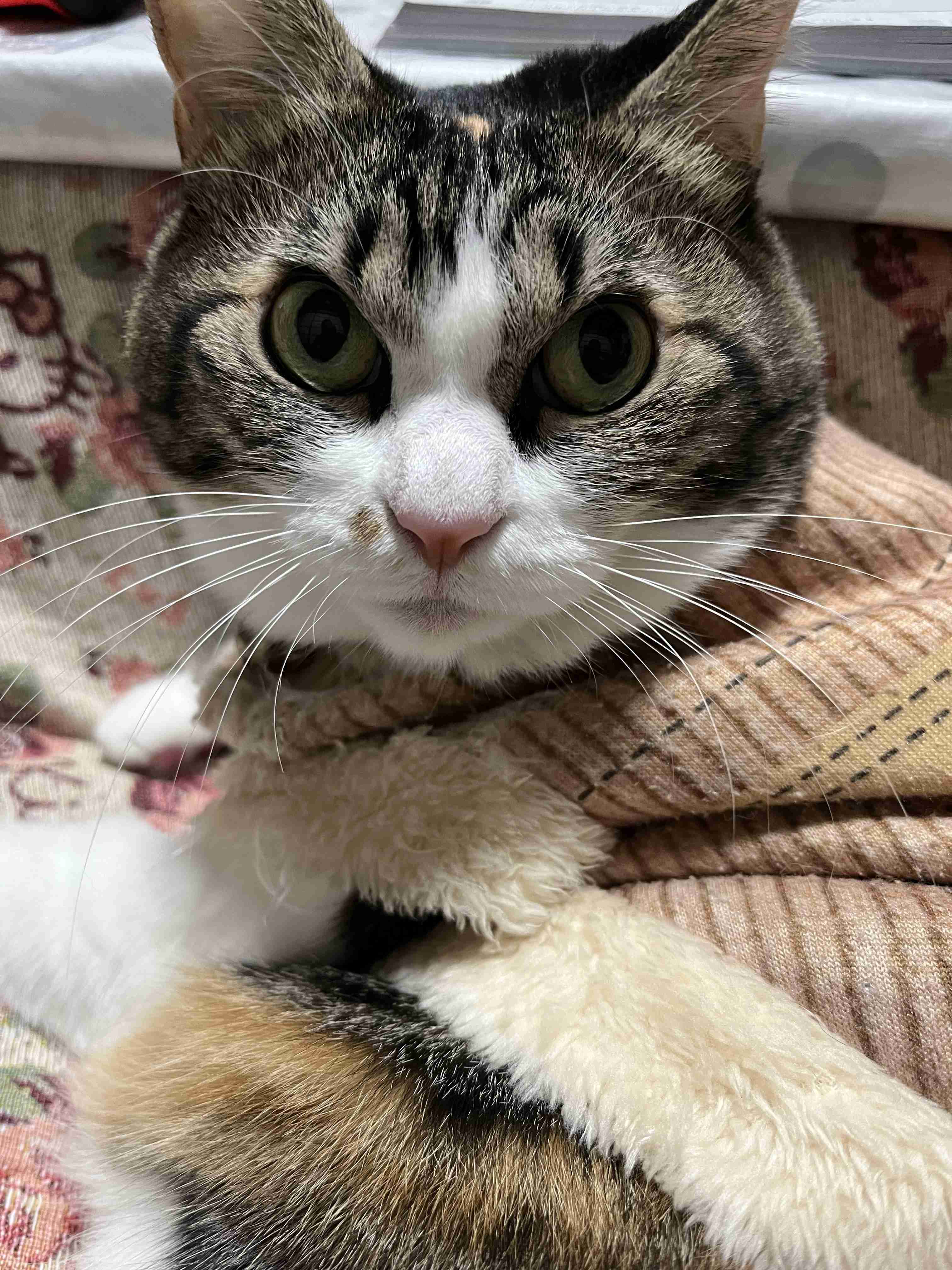 がるちゃん猫カフェ93号店開店しました♫(初めての方も大歓迎♫)