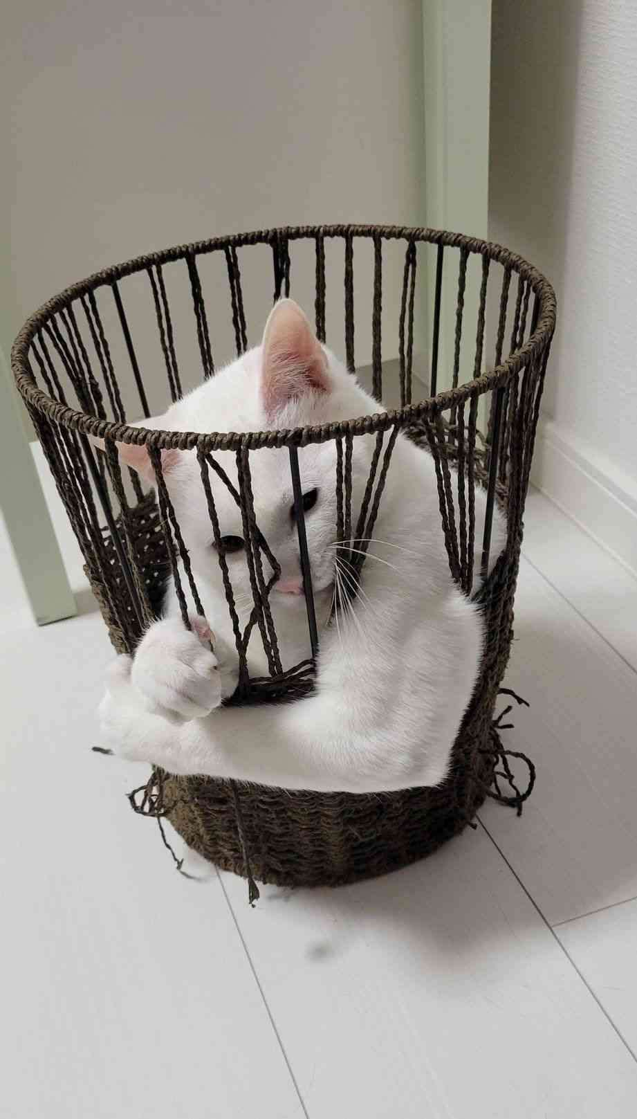 がるちゃん猫カフェ93号店開店しました♫(初めての方も大歓迎♫)