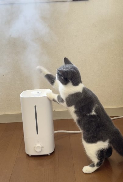 がるちゃん猫カフェ93号店開店しました♫(初めての方も大歓迎♫)