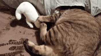 がるちゃん猫カフェ93号店開店しました♫(初めての方も大歓迎♫)