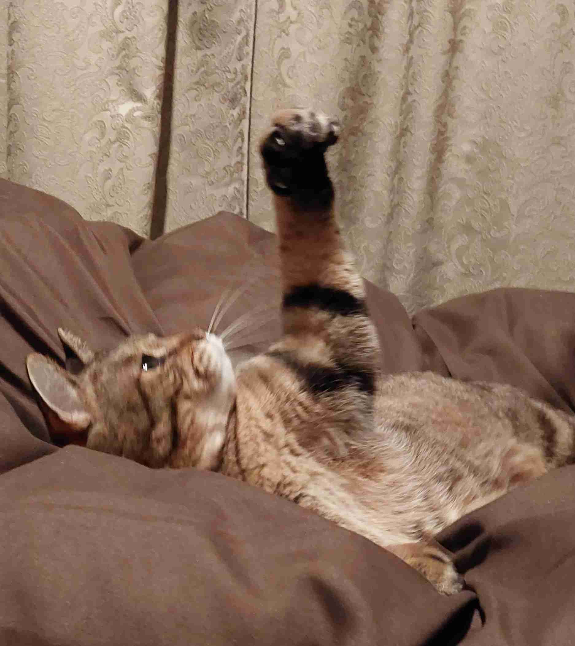 がるちゃん猫カフェ93号店開店しました♫(初めての方も大歓迎♫)