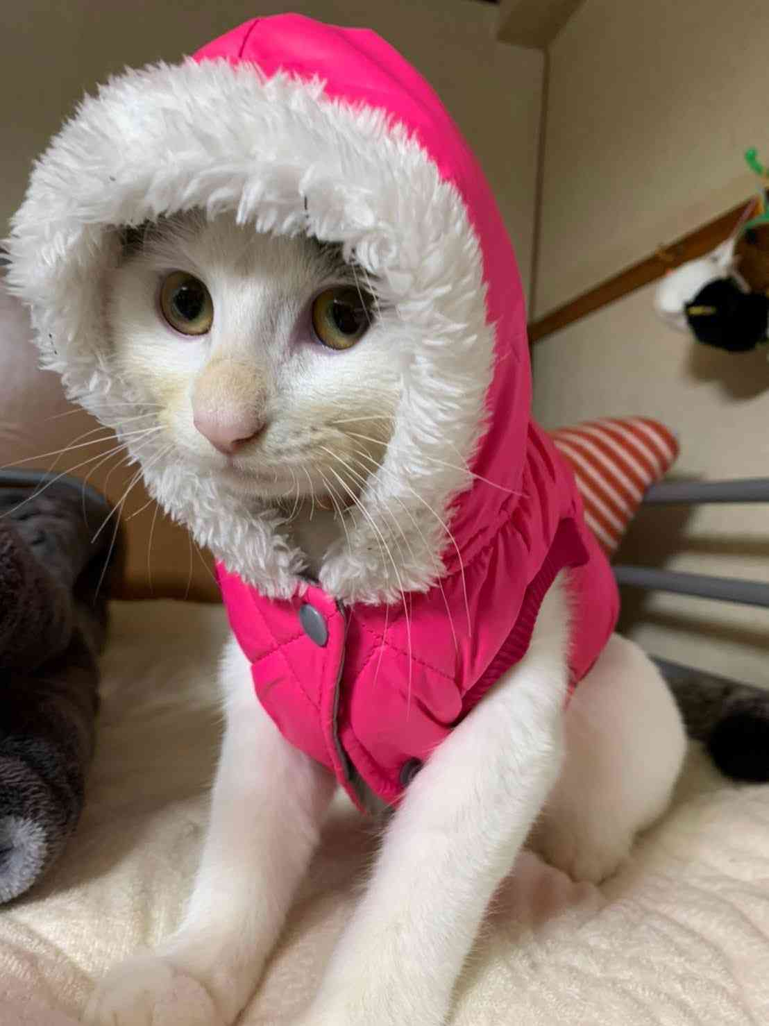 がるちゃん猫カフェ93号店開店しました♫(初めての方も大歓迎♫)