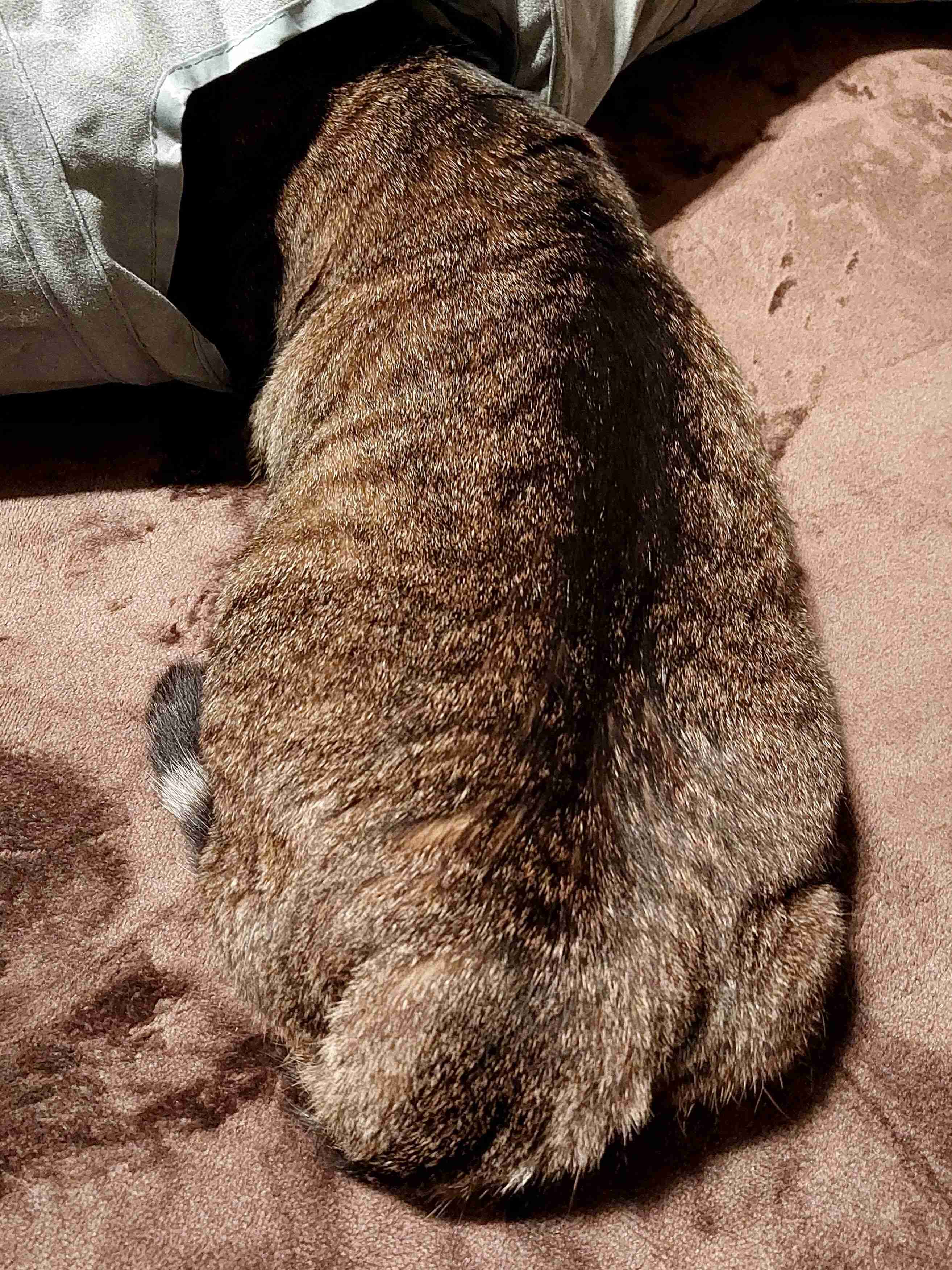 がるちゃん猫カフェ93号店開店しました♫(初めての方も大歓迎♫)