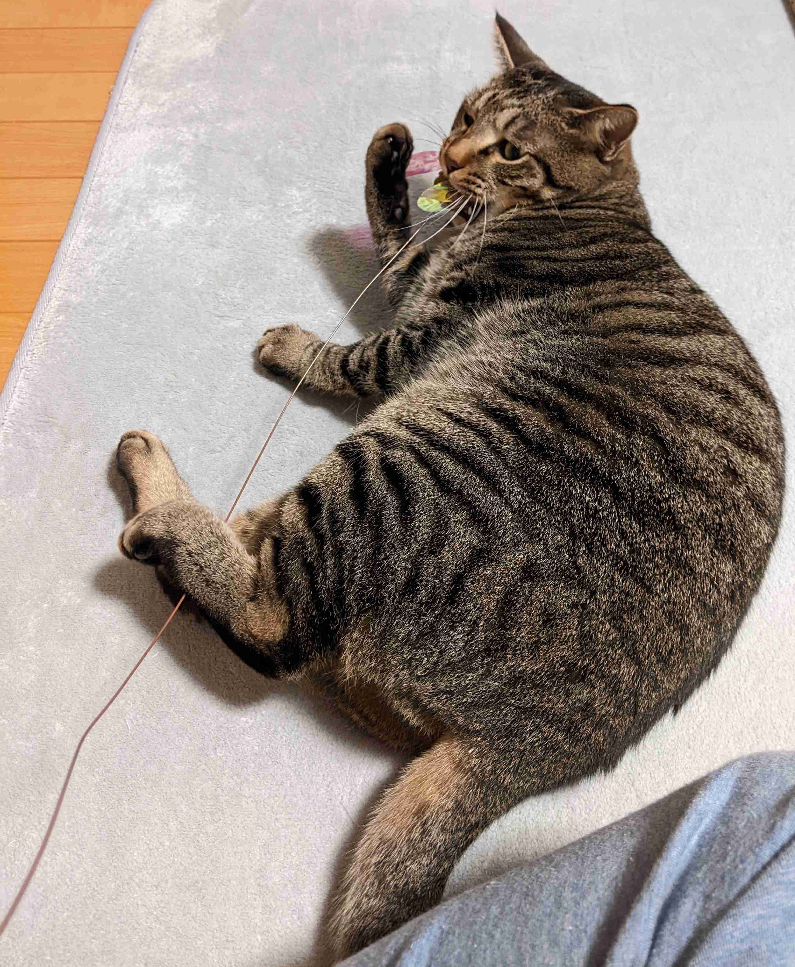 がるちゃん猫カフェ93号店開店しました♫(初めての方も大歓迎♫)