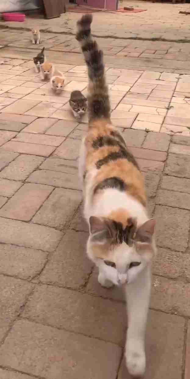 がるちゃん猫カフェ93号店開店しました♫(初めての方も大歓迎♫)