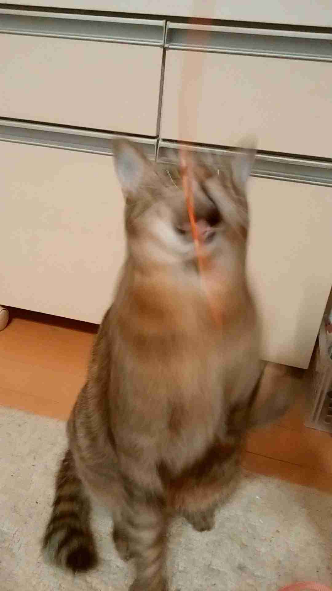 がるちゃん猫カフェ93号店開店しました♫(初めての方も大歓迎♫)