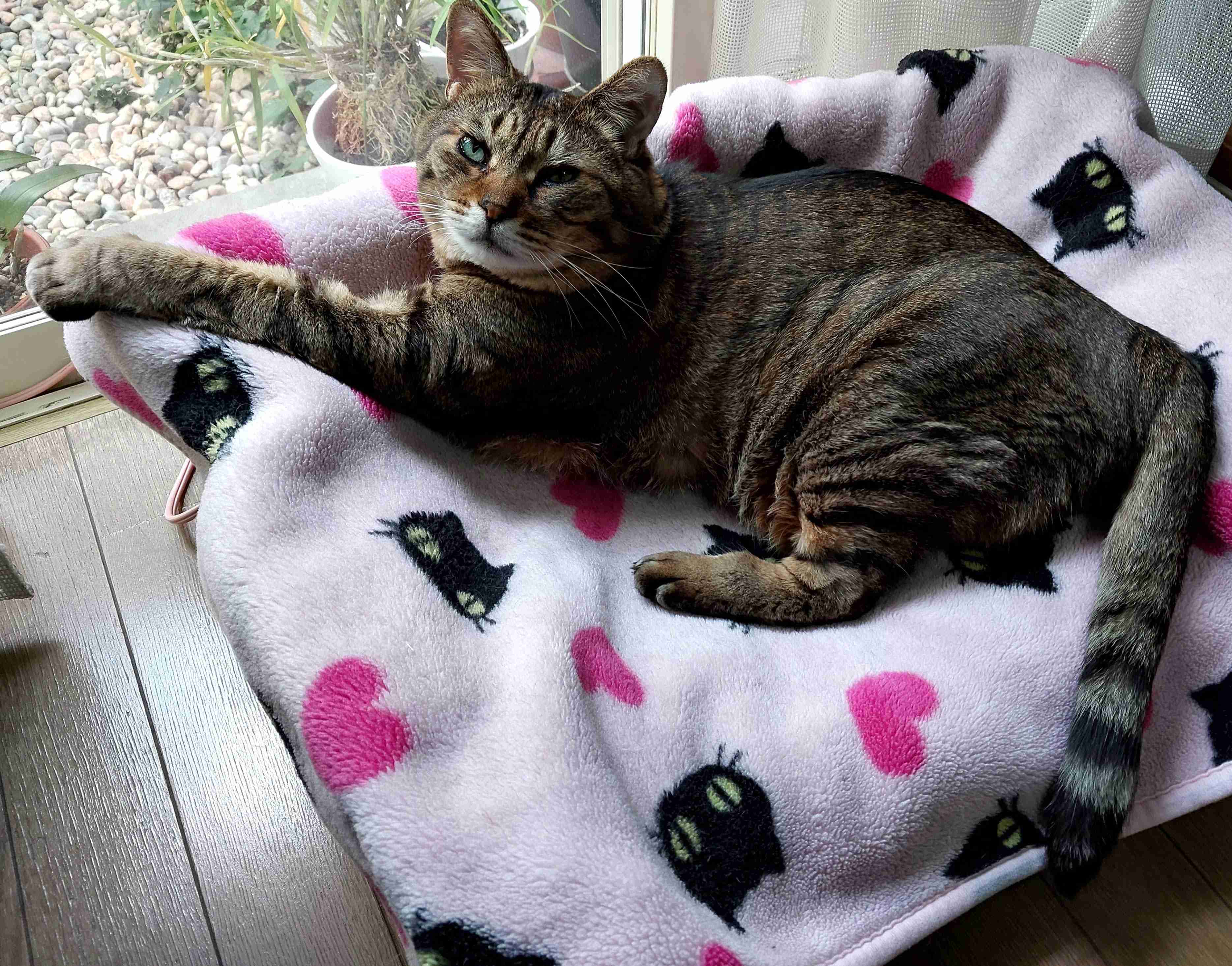 がるちゃん猫カフェ93号店開店しました♫(初めての方も大歓迎♫)