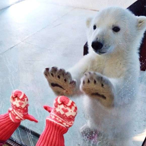 地上最大級の肉食動物ホッキョクグマと共存 カナダ チャーチル住民が絶対やらないこと