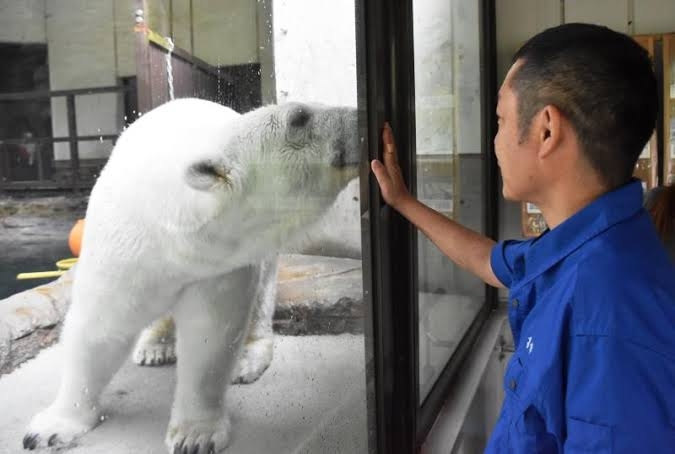 地上最大級の肉食動物ホッキョクグマと共存 カナダ チャーチル住民が絶対やらないこと