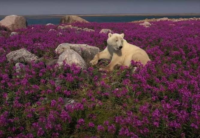 地上最大級の肉食動物ホッキョクグマと共存 カナダ チャーチル住民が絶対やらないこと