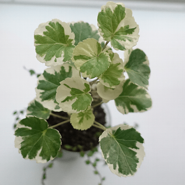 ダイソーの植物を語るトピ　【100円・300円・2個で100円】