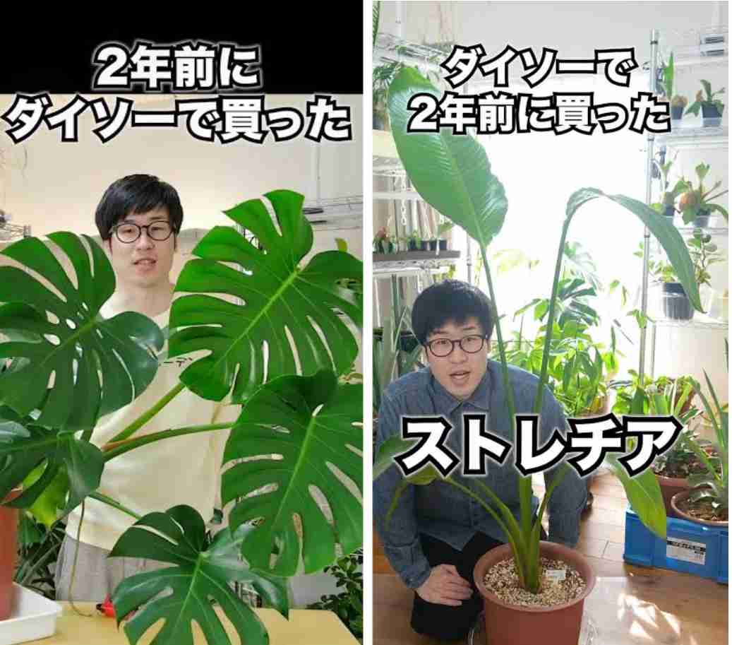 ダイソーの植物を語るトピ　【100円・300円・2個で100円】