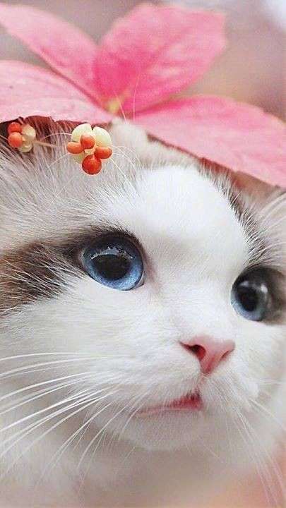 なりたい顔を挙げるトピ【男女どちらでも】