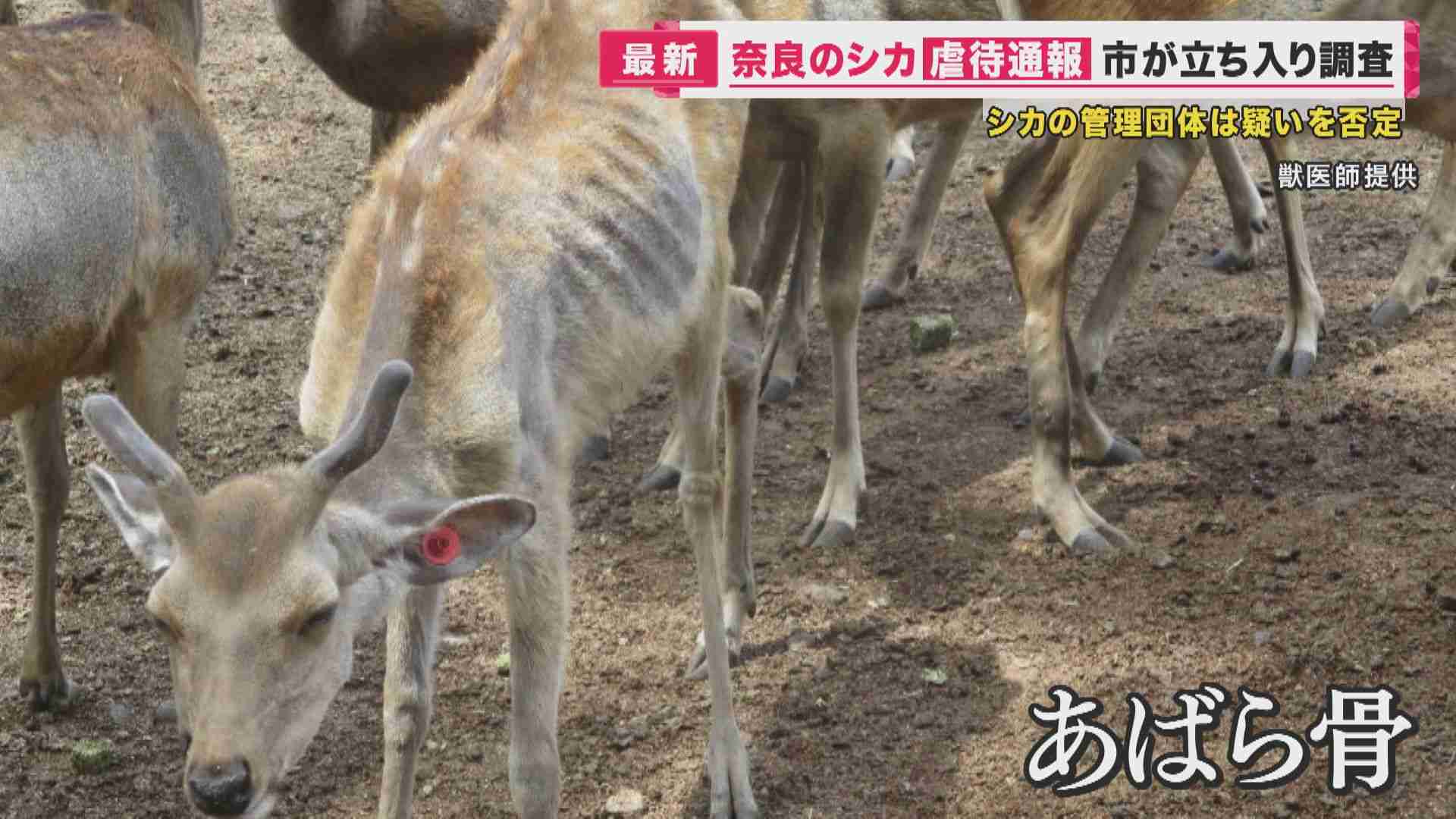 奈良のシカ「虐待認められず」奈良市が調査結果を公表 一方で鹿愛護会に行政指導