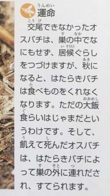 40代になって今更自分の子供が欲しくなってきた