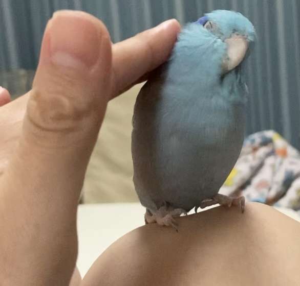 インコ、オウム、文鳥の健康管理について