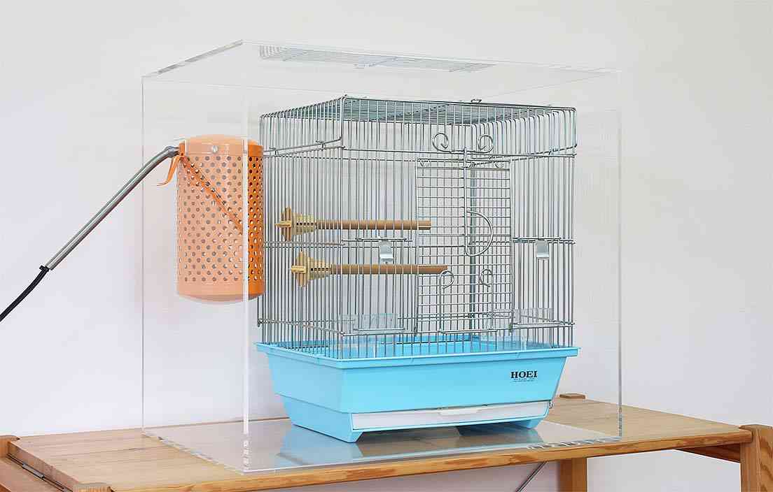インコ、オウム、文鳥の健康管理について