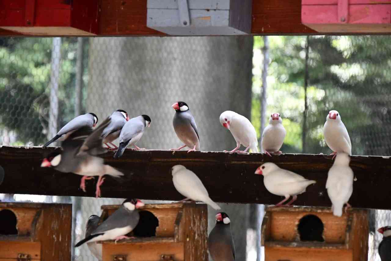 インコ、オウム、文鳥の健康管理について