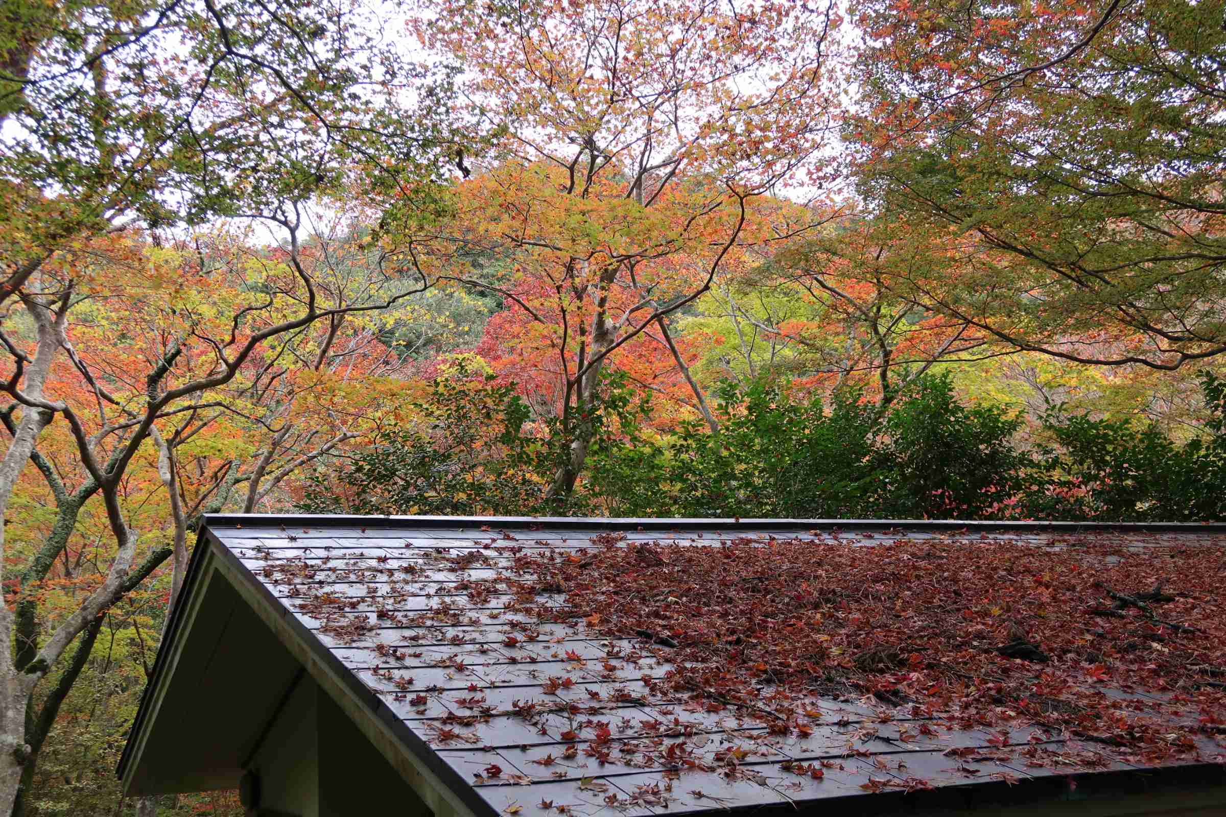 皆さんが撮った紅葉の写真が見たい