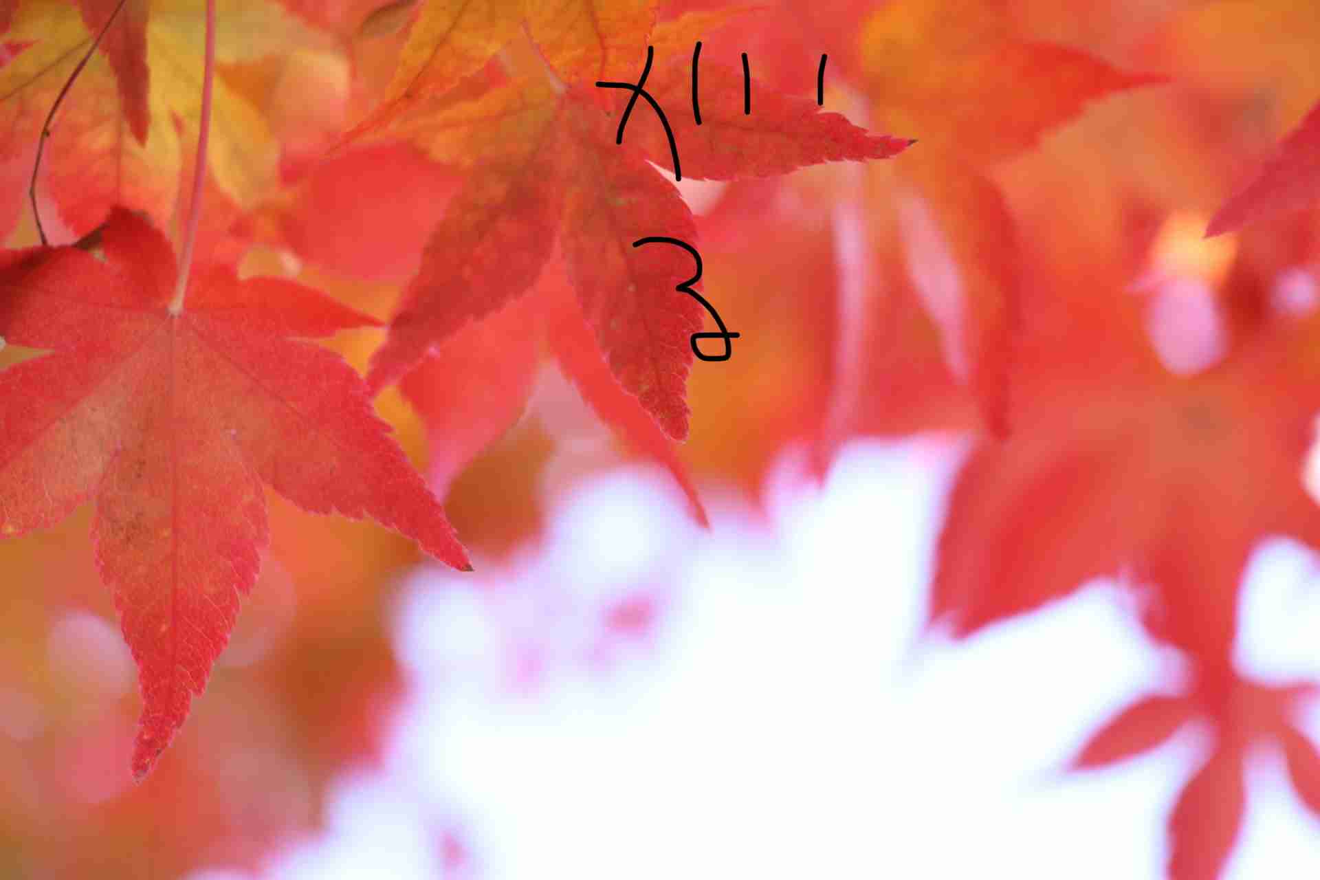 皆さんが撮った紅葉の写真が見たい