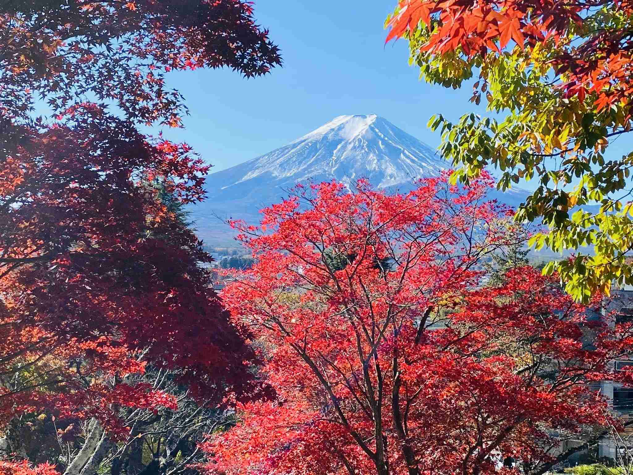 皆さんが撮った紅葉の写真が見たい