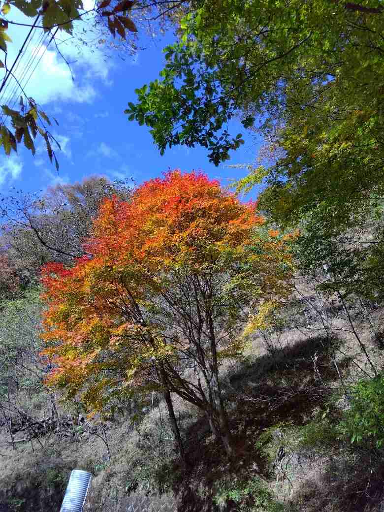 皆さんが撮った紅葉の写真が見たい