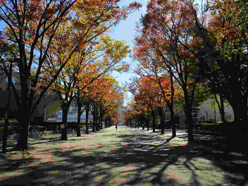 皆さんが撮った紅葉の写真が見たい