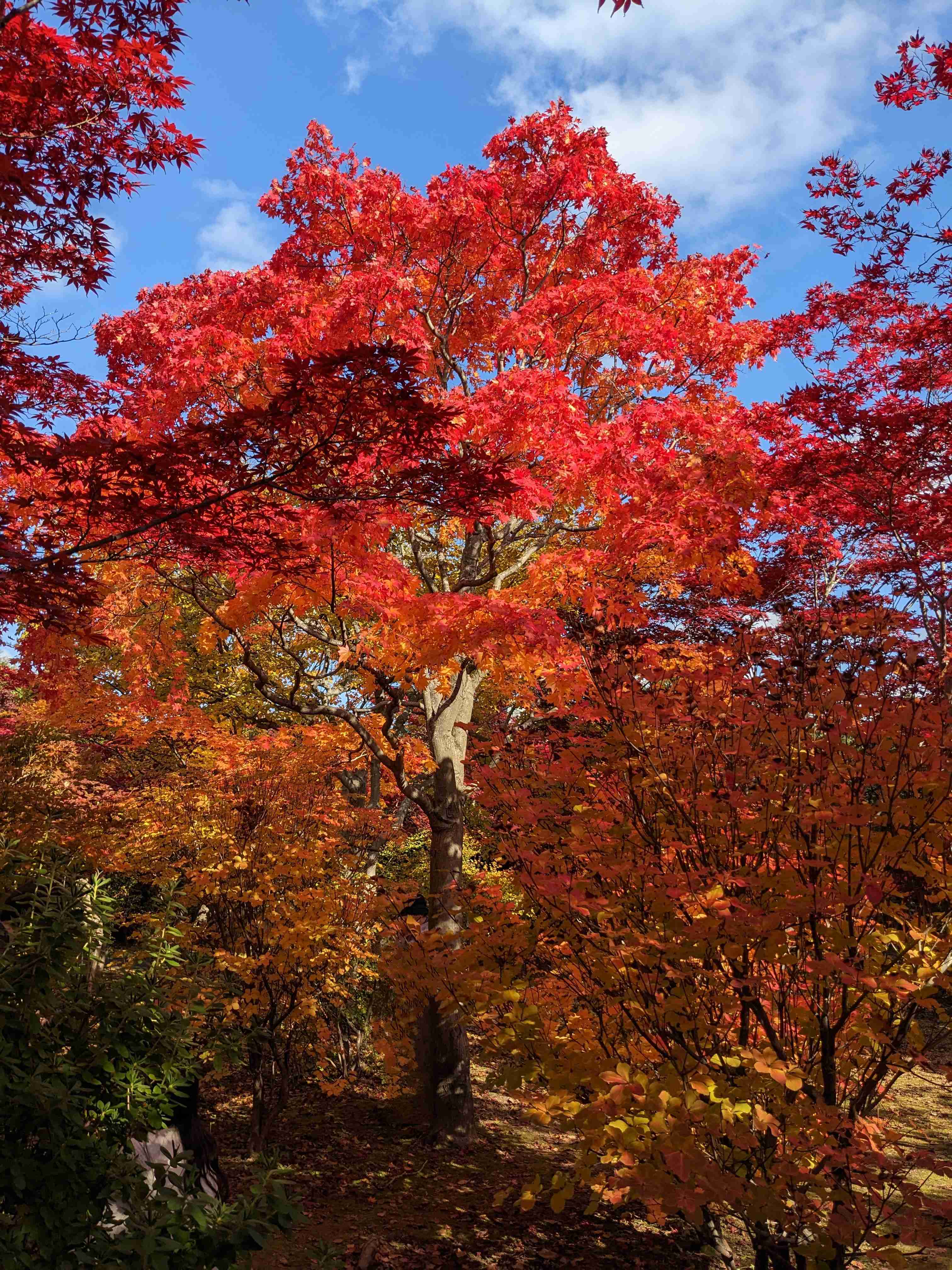 皆さんが撮った紅葉の写真が見たい