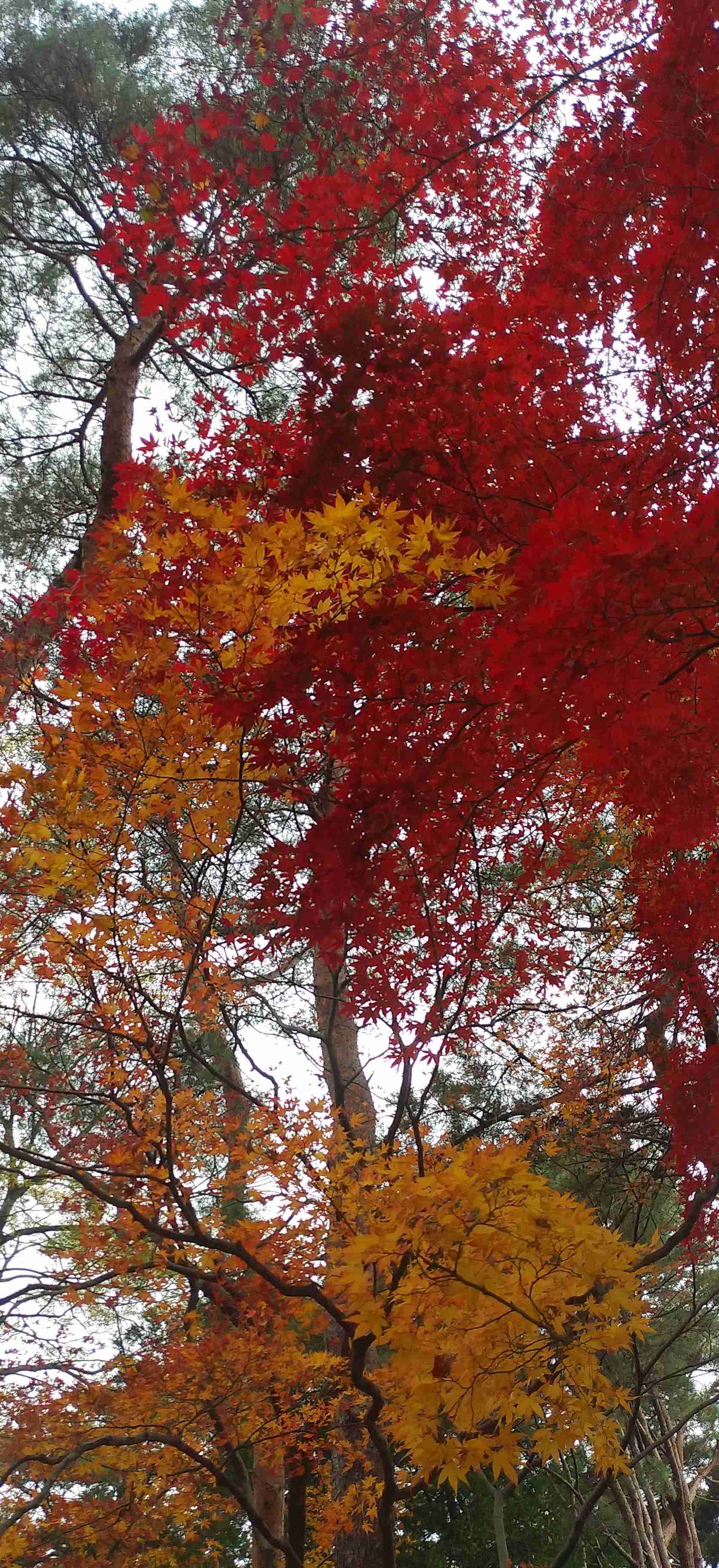 皆さんが撮った紅葉の写真が見たい