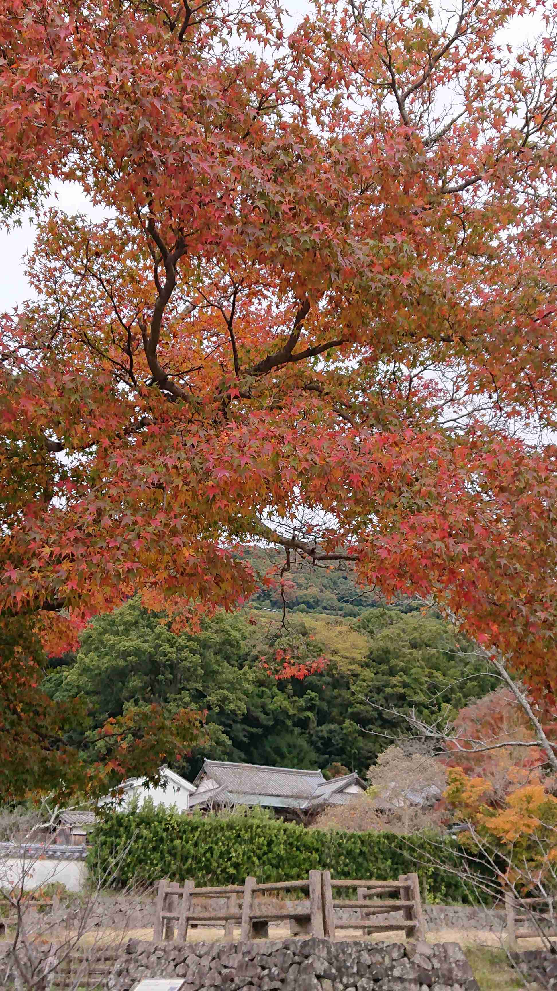 皆さんが撮った紅葉の写真が見たい
