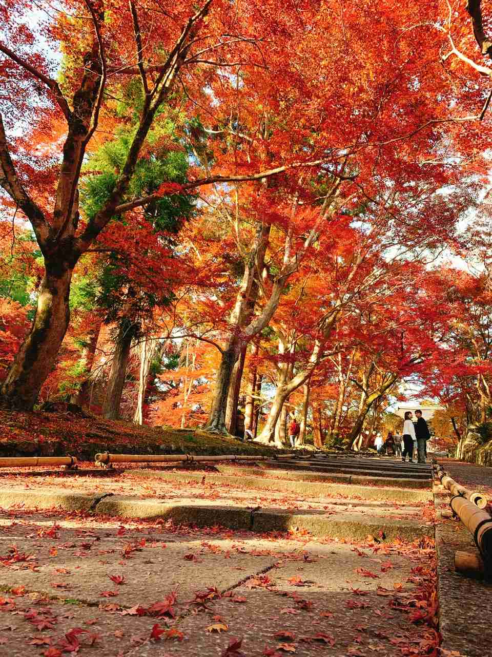 皆さんが撮った紅葉の写真が見たい