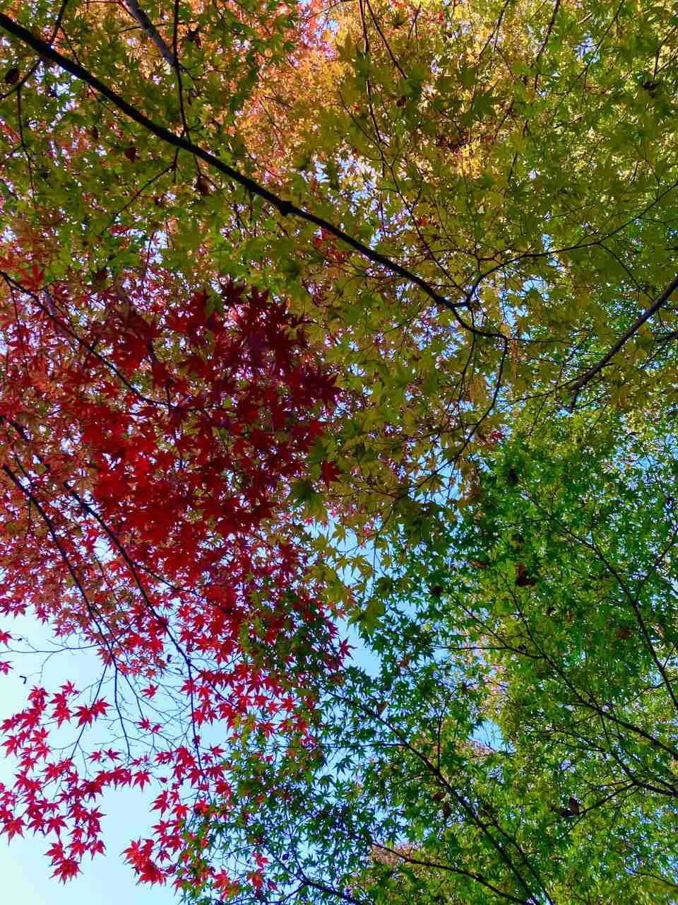 皆さんが撮った紅葉の写真が見たい