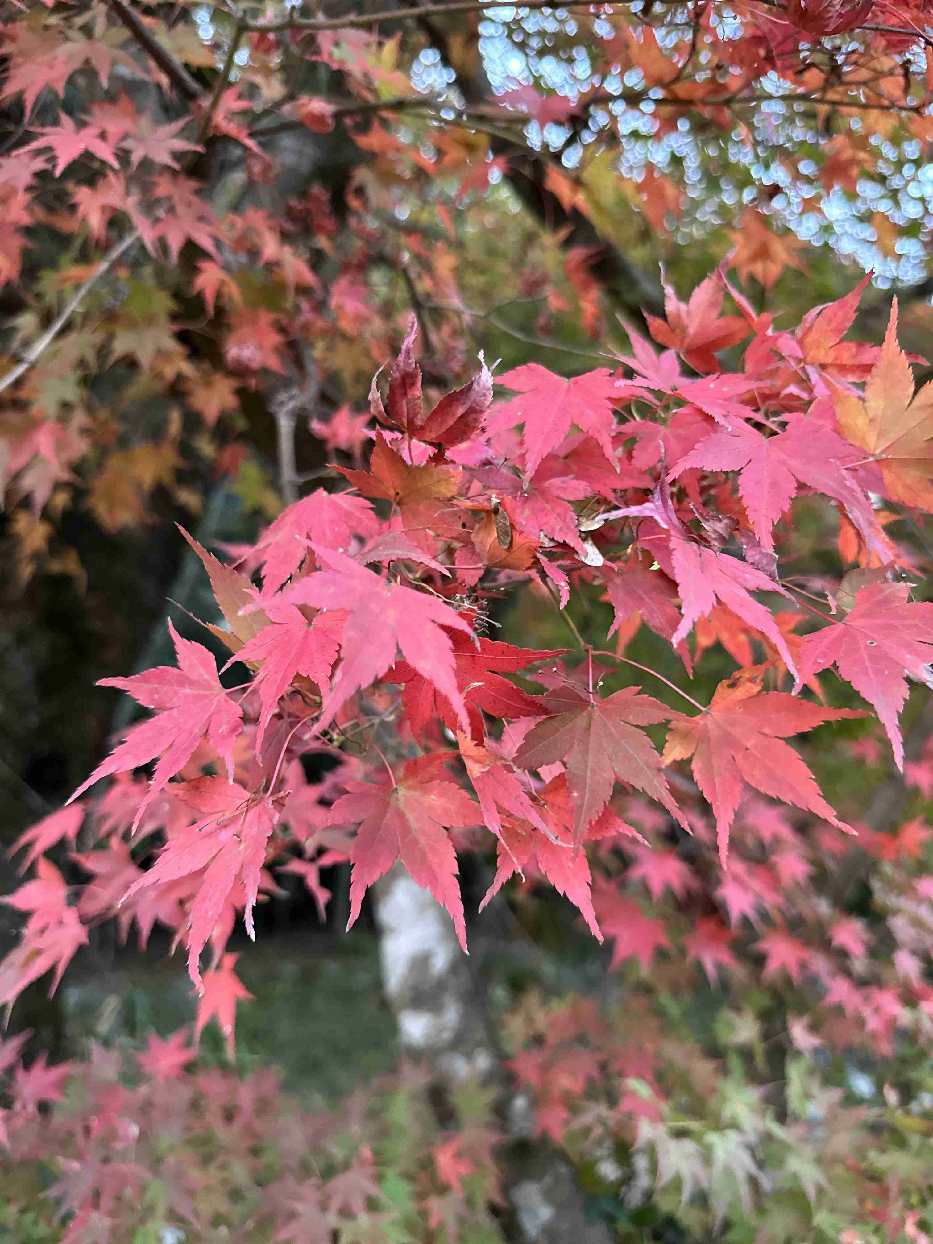 皆さんが撮った紅葉の写真が見たい