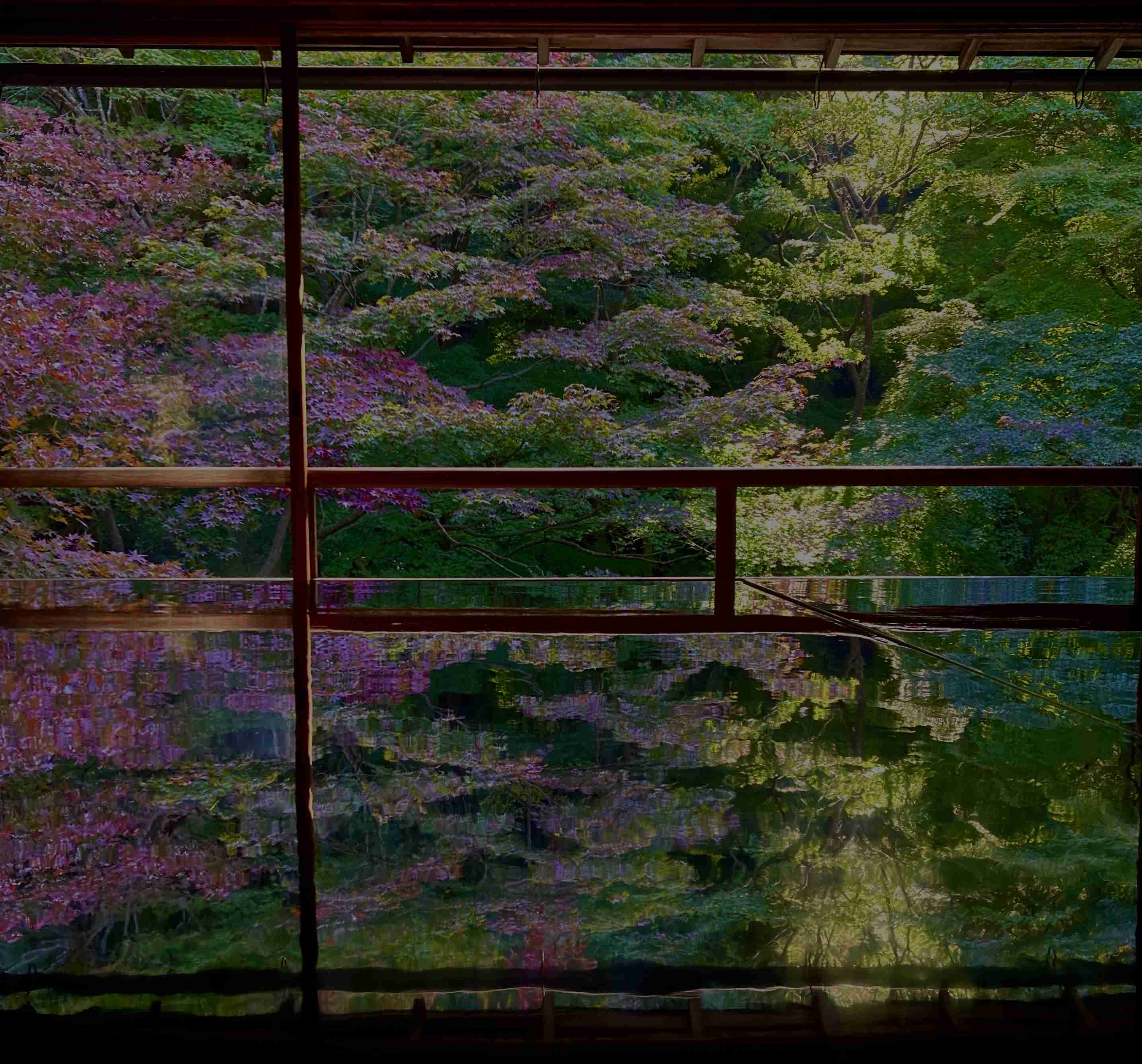 皆さんが撮った紅葉の写真が見たい